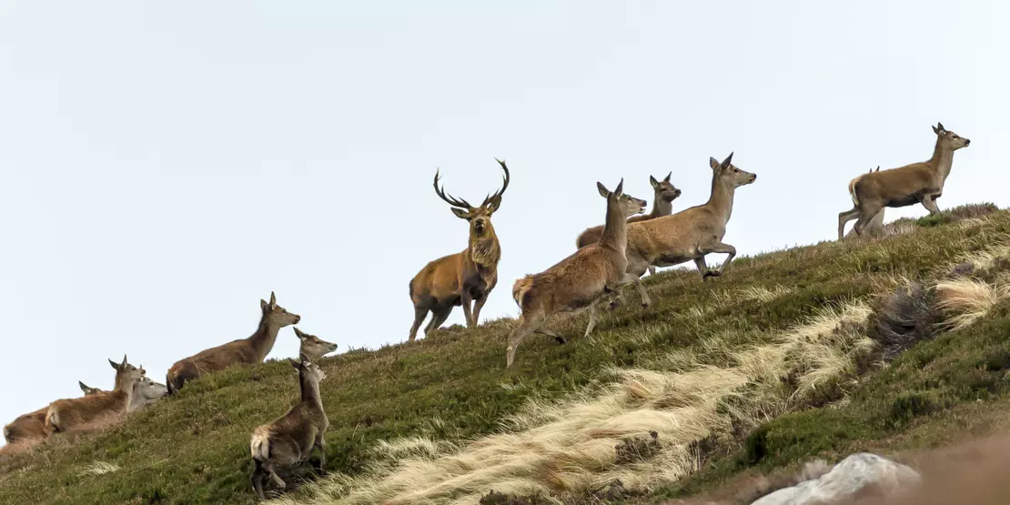 Deer stalking