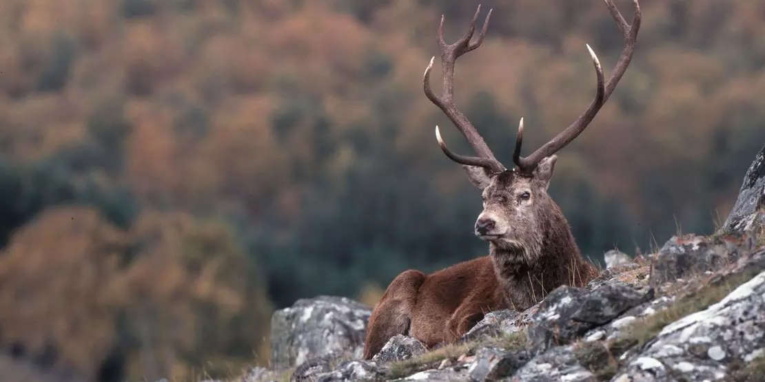 Red Stag