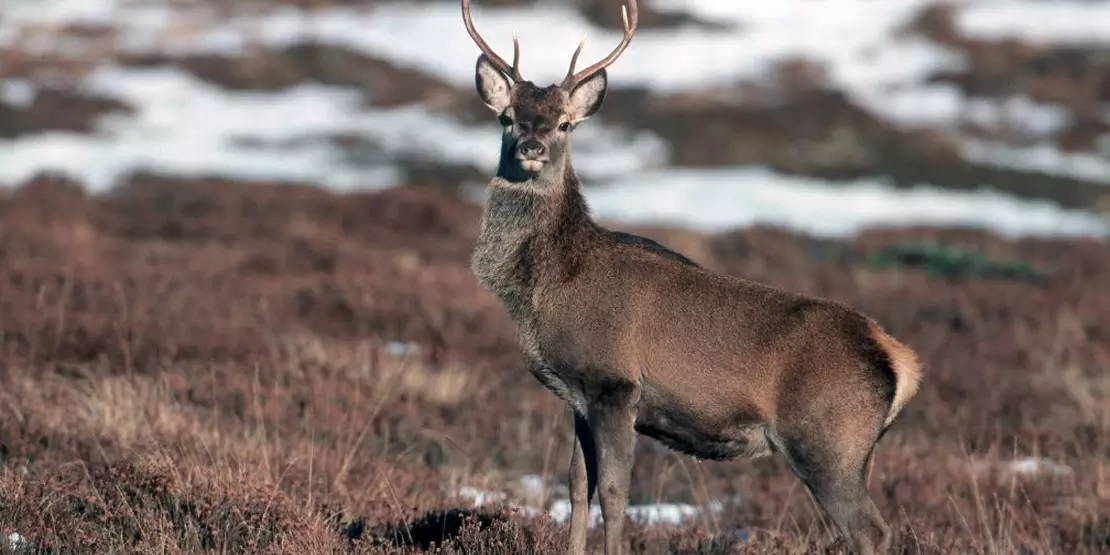 Red Staggie Flipped