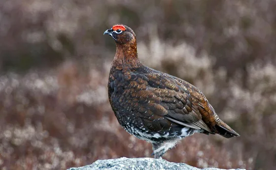 Wildlife & The Lookout