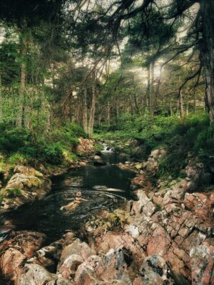Wild Swimming