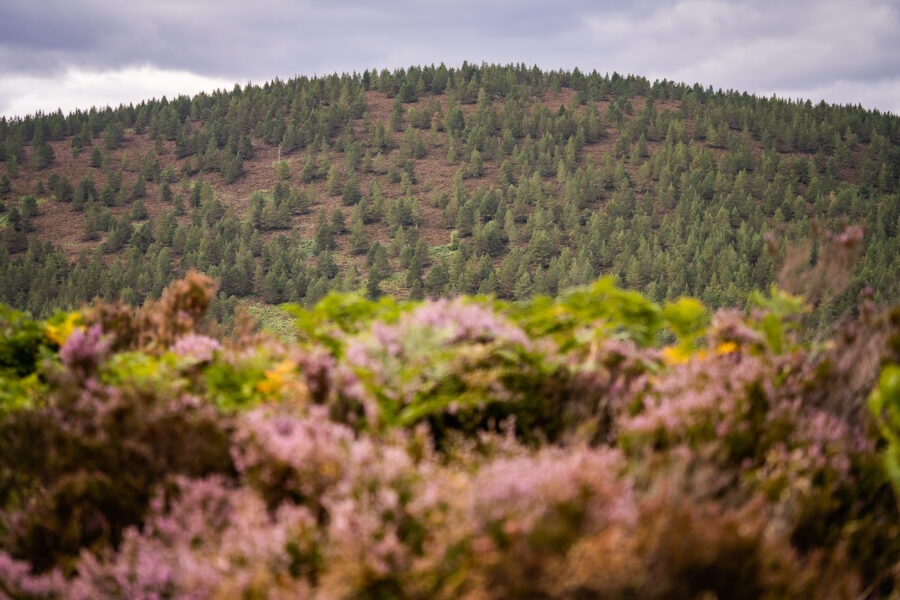 A Conservation Balancing Act