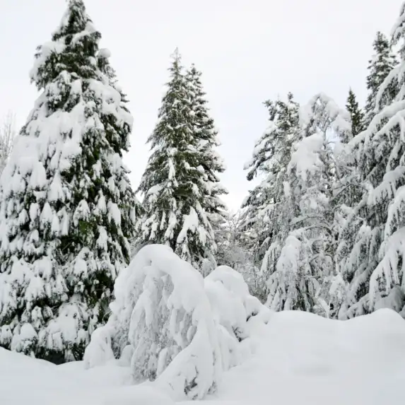 Snow Winter