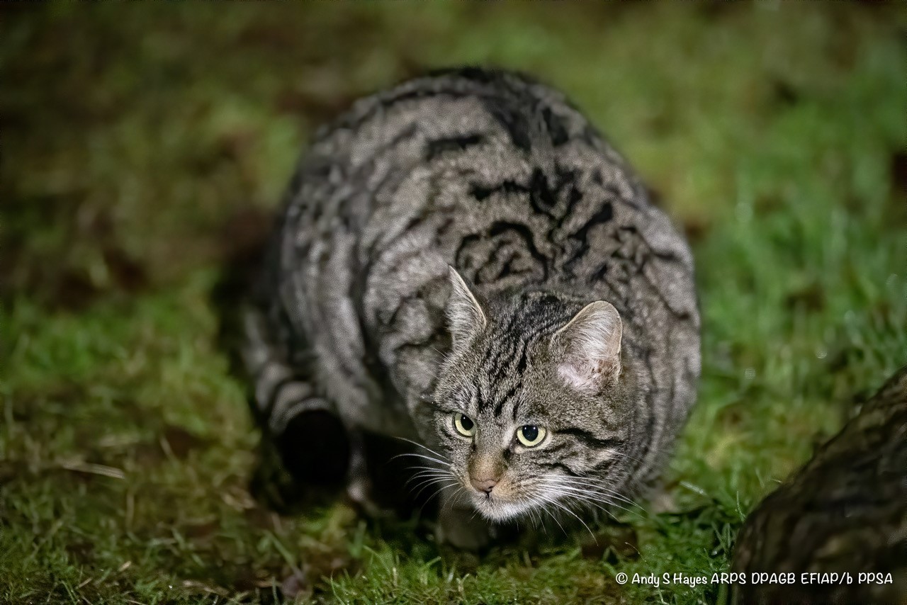 Scottish wildcat spotted on Glen Tanar Estate?!?