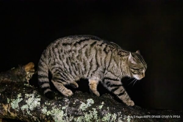 Wildcat 2 Andy Hayes