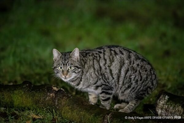 Wildcat 3 Andy Hayes