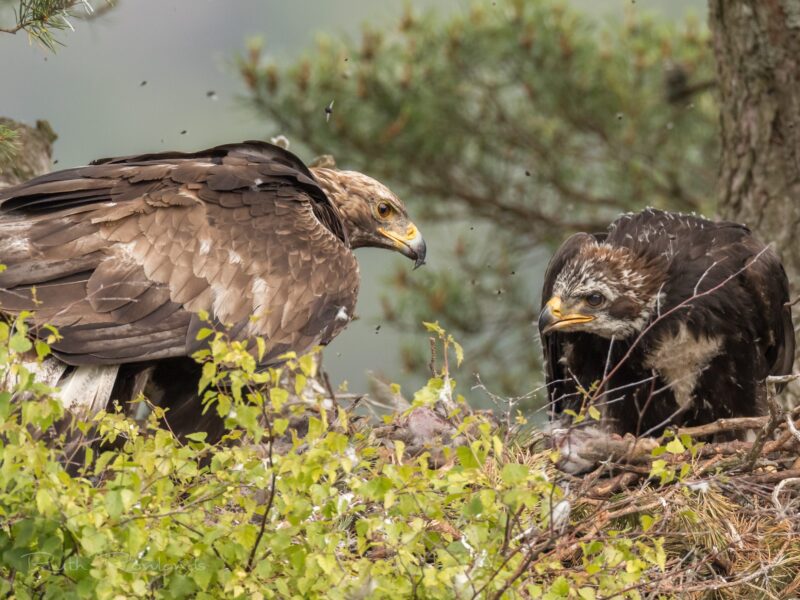 A 'Golden' Opportunity!