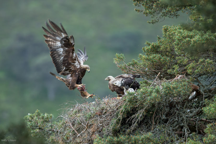Wildlife on the 'Big Screen'