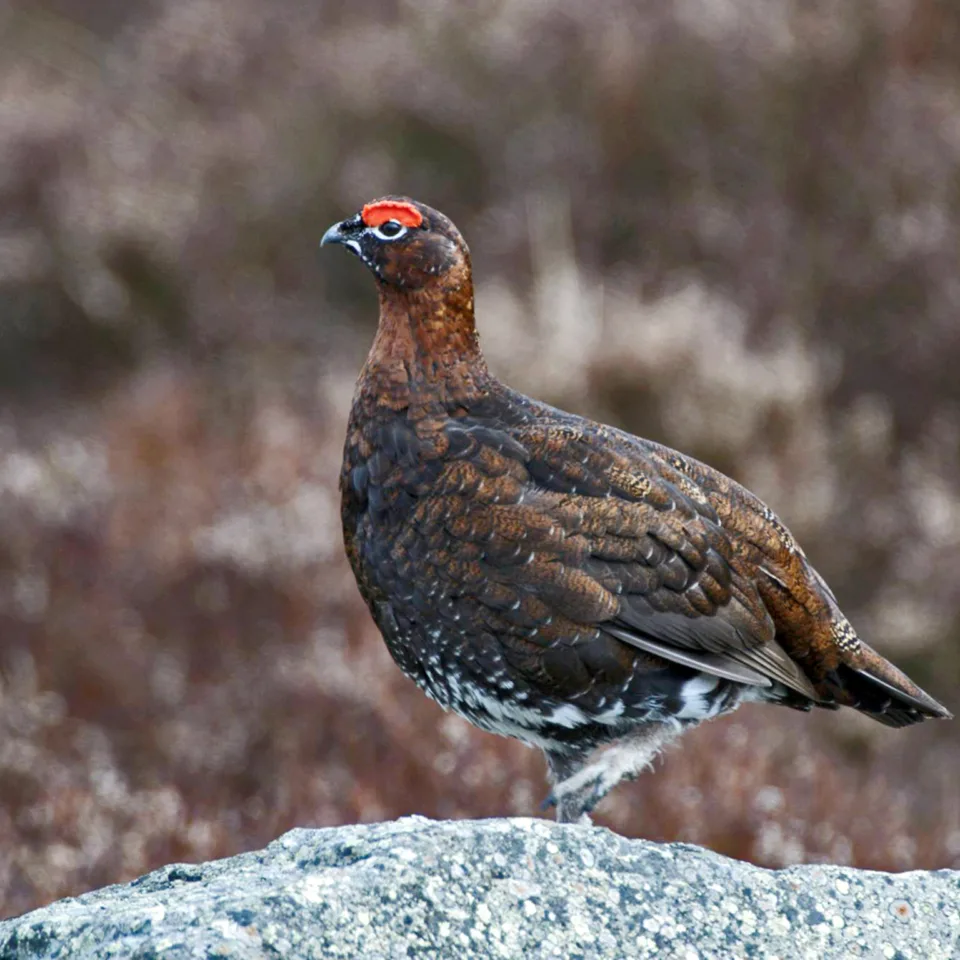 54987132687 c2cb22e36e k