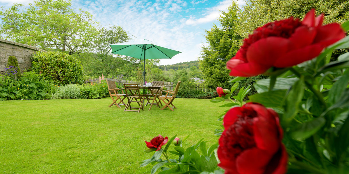 Vibrant walled garden with roses and wooden chairs, table and parasol on a green lawn