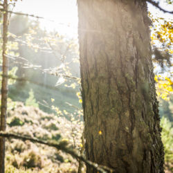 Woodland inspiration
