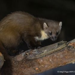 Pine Marten