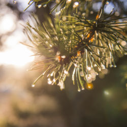 Ancient Caledonian Pine Forest inspiration