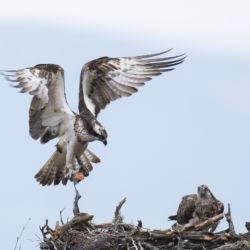 Scottish Osprey