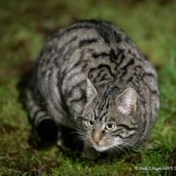 Scottish Wildcat