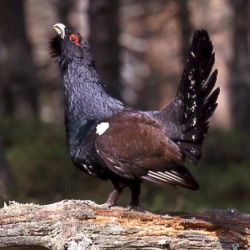 Capercaille
