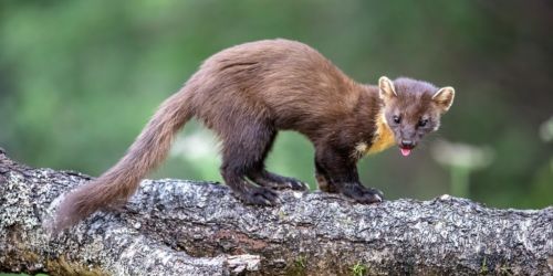 Pine Marten