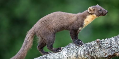 Pine Marten