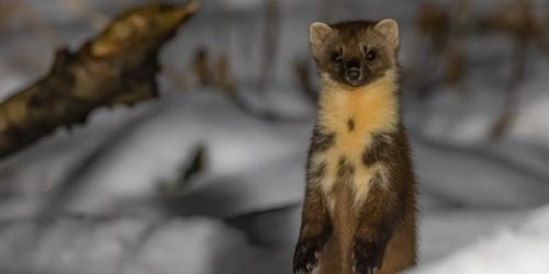 Pine Marten