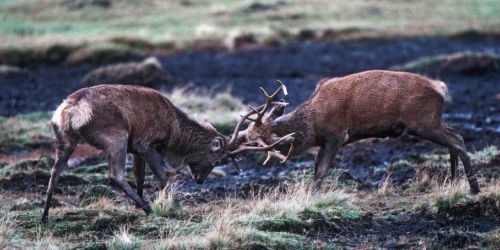 Red deer stags sparring