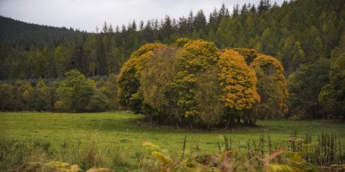Autumn in Glen Tanar