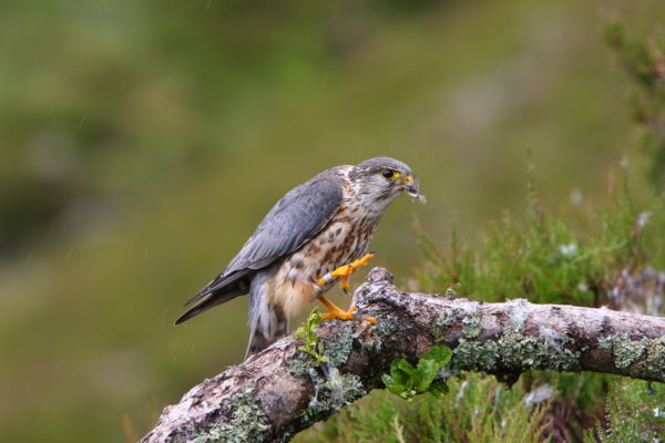 What wildlife gets up to at dawn at Glen Tanar