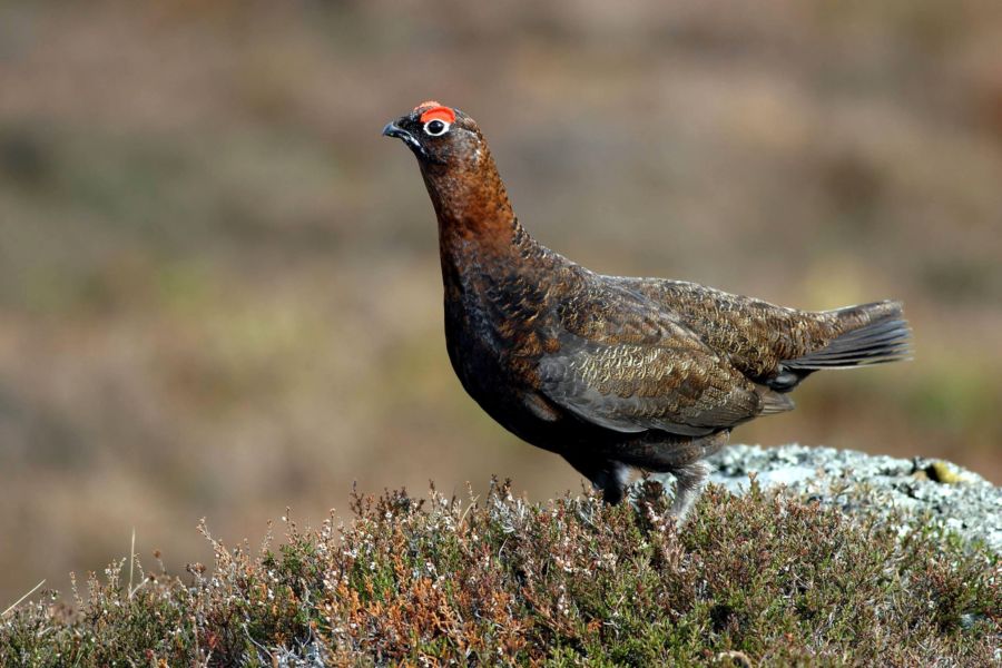 Managing grouse at Glen Tanar