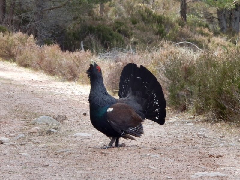 Protecting the Capercaillie