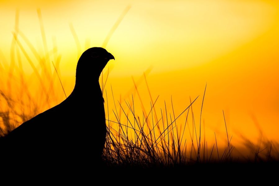 What wildlife gets up to at dawn at Glen Tanar