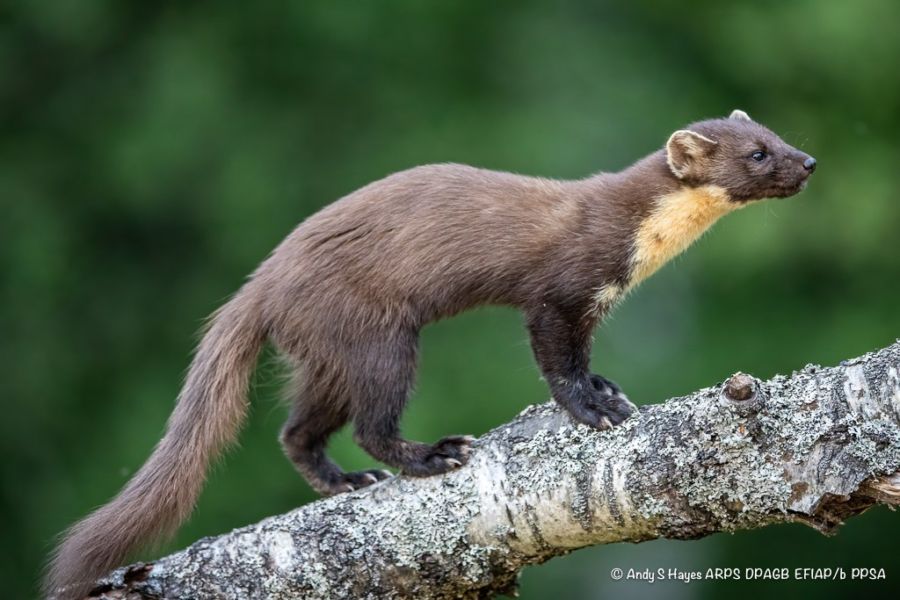 Wildlife Lookout