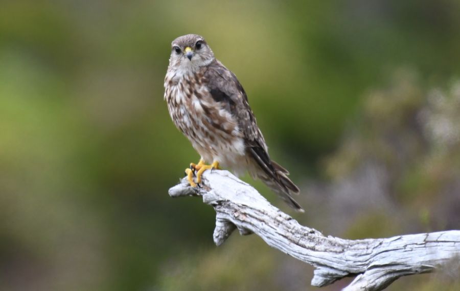 Photography success with Glen Tanar wildlife