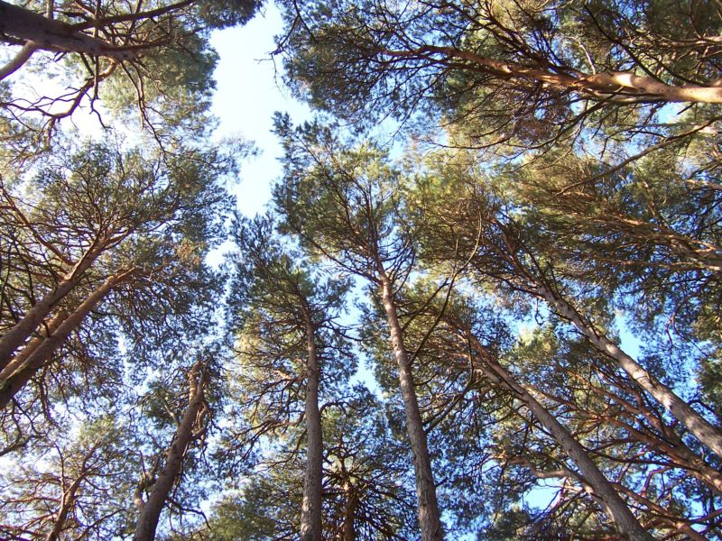 IMPORTANT NOTICE: CAPERCAILLIE & Path Closures