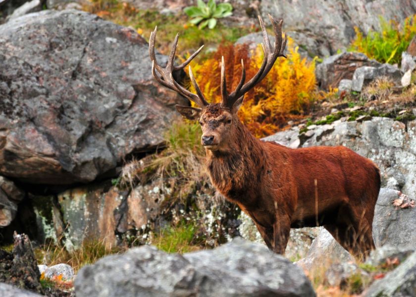 Sporting Tourism in Royal Deeside