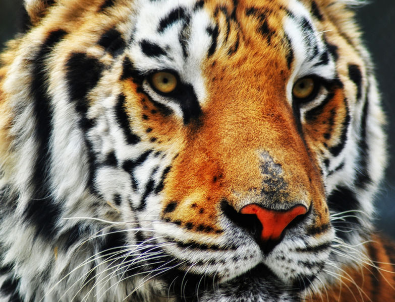 Spring wildlife (without the tigers)