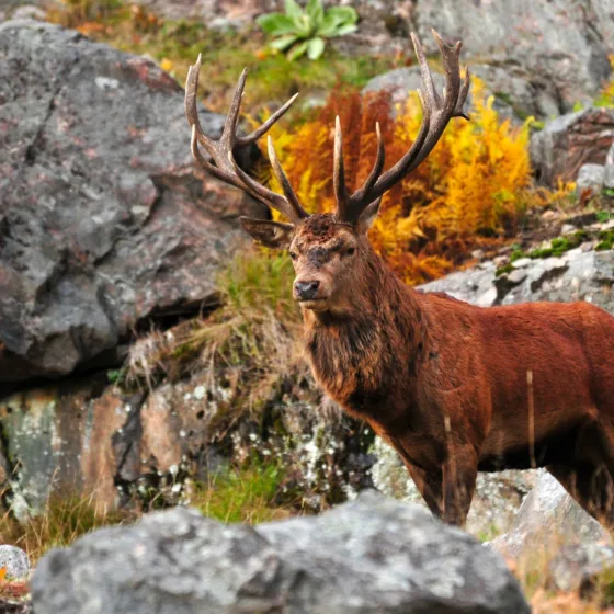 Red Deer Stag