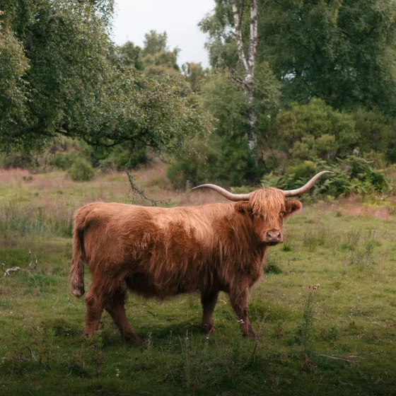 54920107512 be128e2658 o