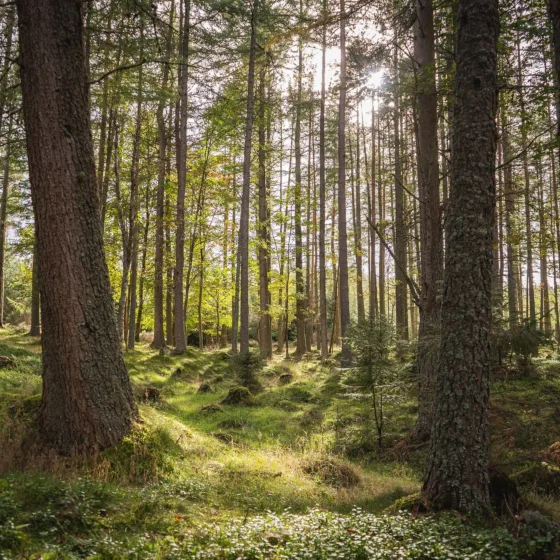 54921311033 93806b11d0 k