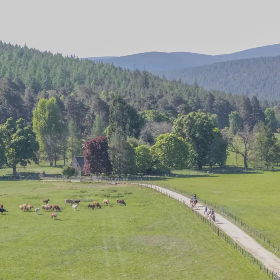 54611073463 8e919d6cfe k