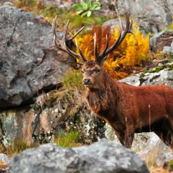 Red Deer Stag