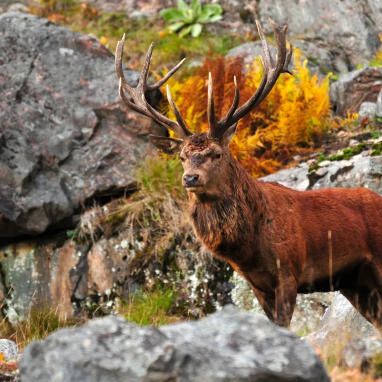 Red Deer Stag