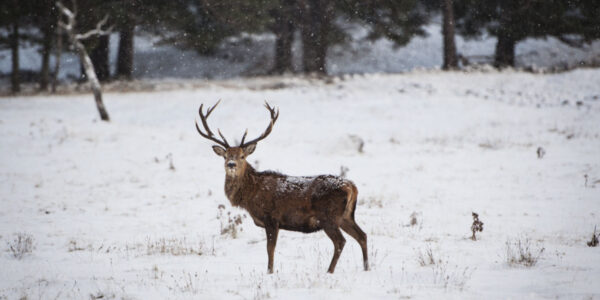 A little extra reason to escape to Glen Tanar, this season.
