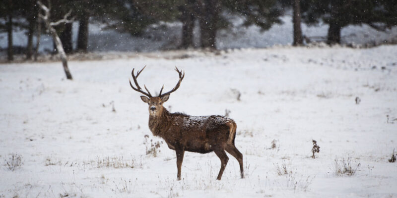 A Highland Tradition at Glen Tanar.