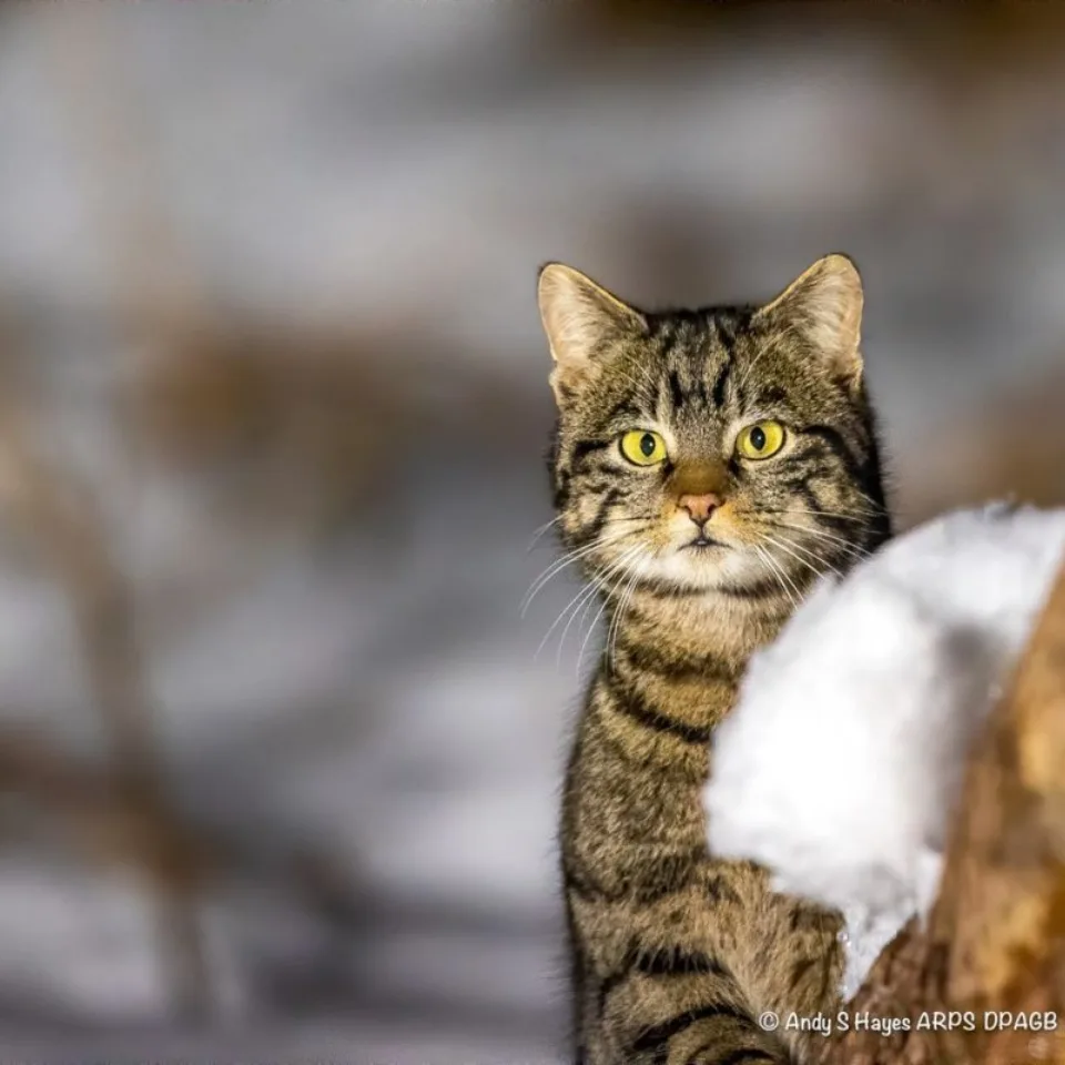 GTW25 Wildlife The Lookout Wild Cat Andy Hayes