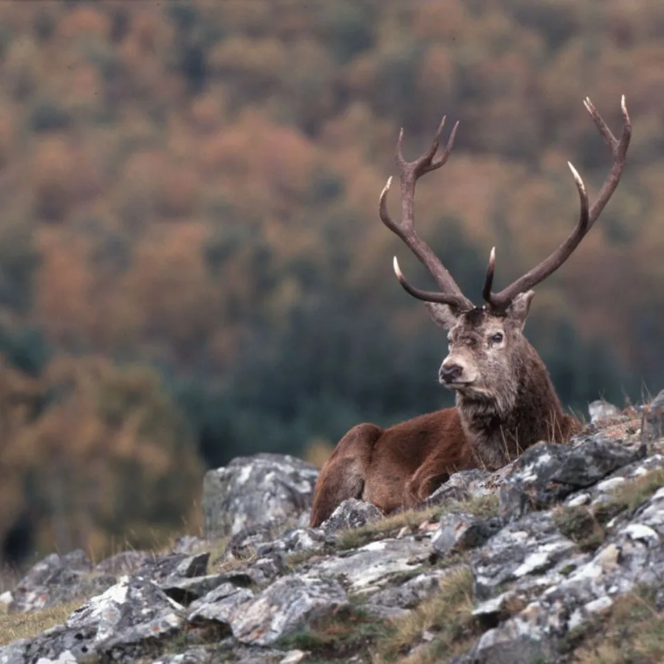 GTW25 Deer Stalking Red Stag 170117 113209