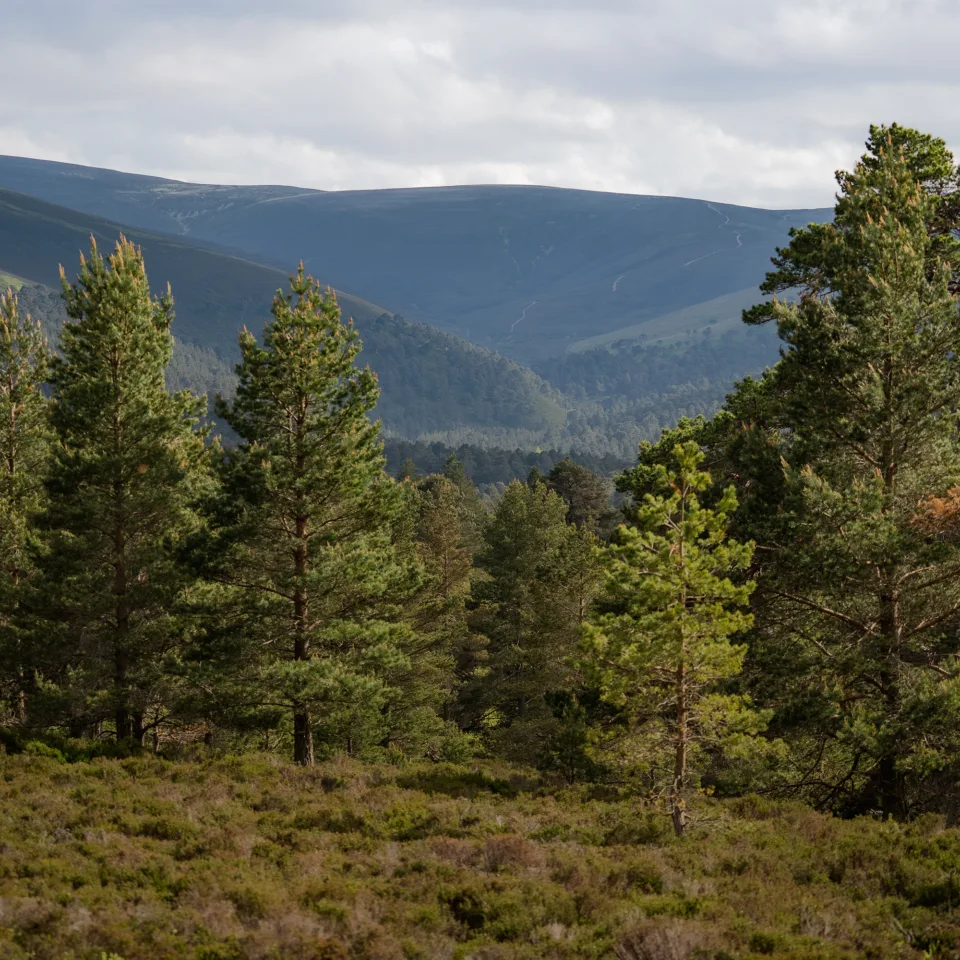 GTW25 Travel Trade Glen Tanar Landscape Hills