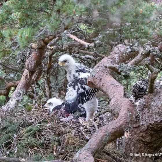 GTW25 Wildlife Experiences Andy Hayes Eagles