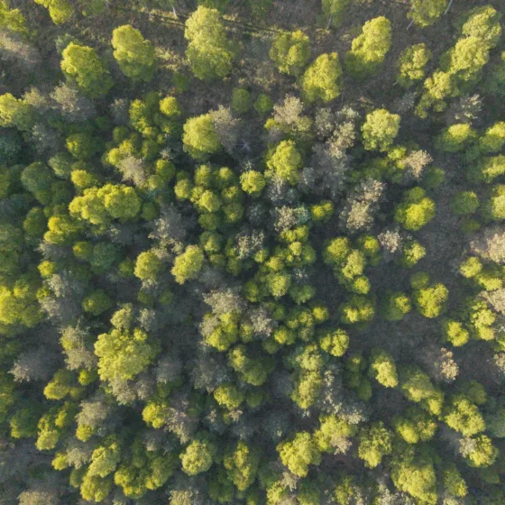 GTW25 Trees Overhead