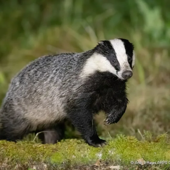 GTW25 Wildlife Badger Andy Hayes