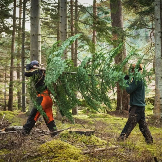 GTW25 Events Christmas Fair Christmas Tree Safari