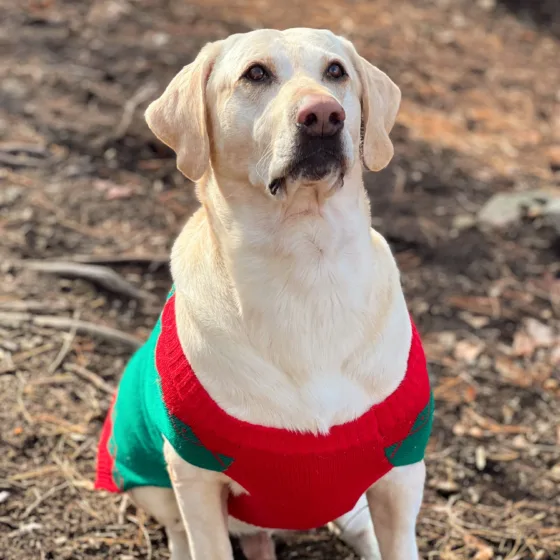 GTW25 Dog in Christmas Jumper